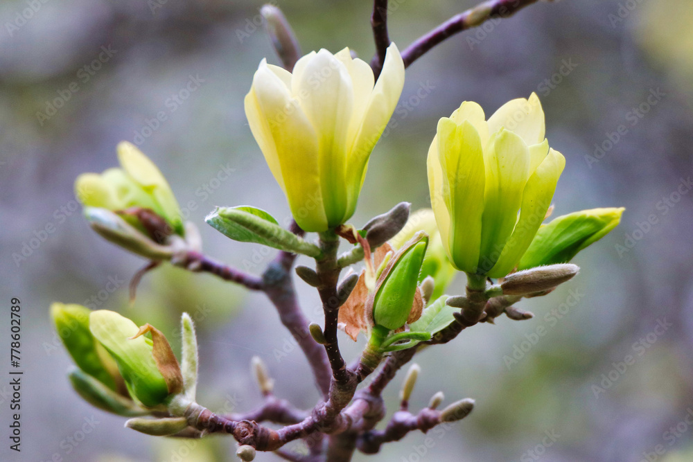 Ταπετσαρία Close up of beautiful butterscotch yellow Magnolia flowers in full bloom at the