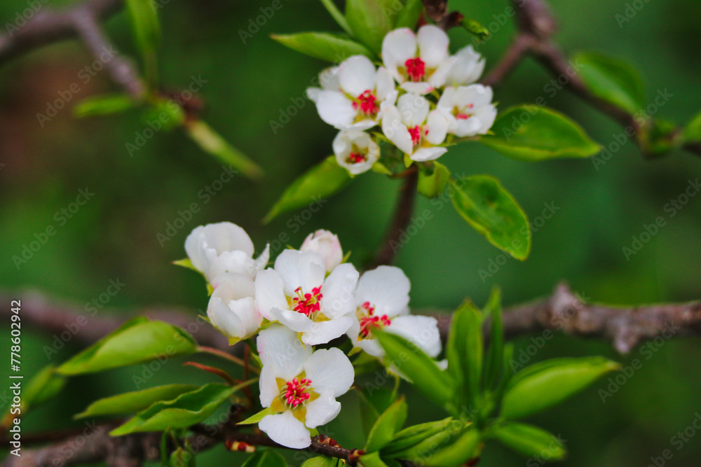 Fototapeta premium Delicate white Pear blossom flowers in bloom, botanical name- pyrus salicifolia pendula in early spring at the Dominion Arboretum Gardens in Ottawa,Ontario,Canada