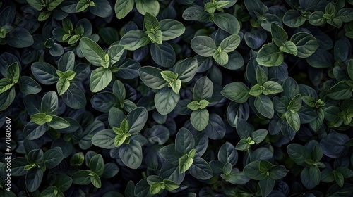 intricate pattern of small, dark green leaves, providing a detailed and captivating natural texture.