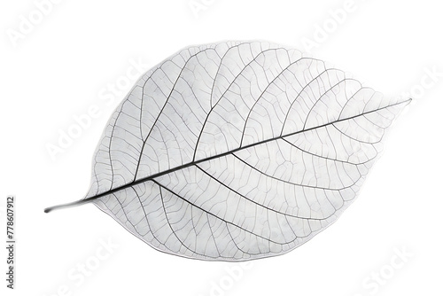  single leaf veins  minimalist  transparent glass material semiabstract lines  White background photo
