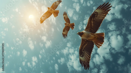 hawks flying in the sky photo