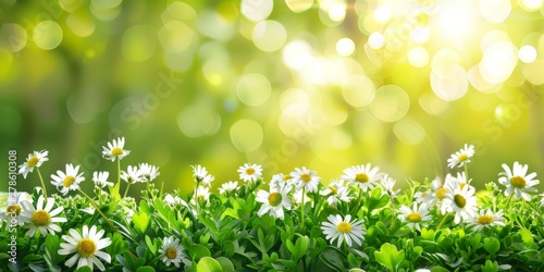 A group of daisies standing tall amidst a lush field of green grass, shining under the springtime sun