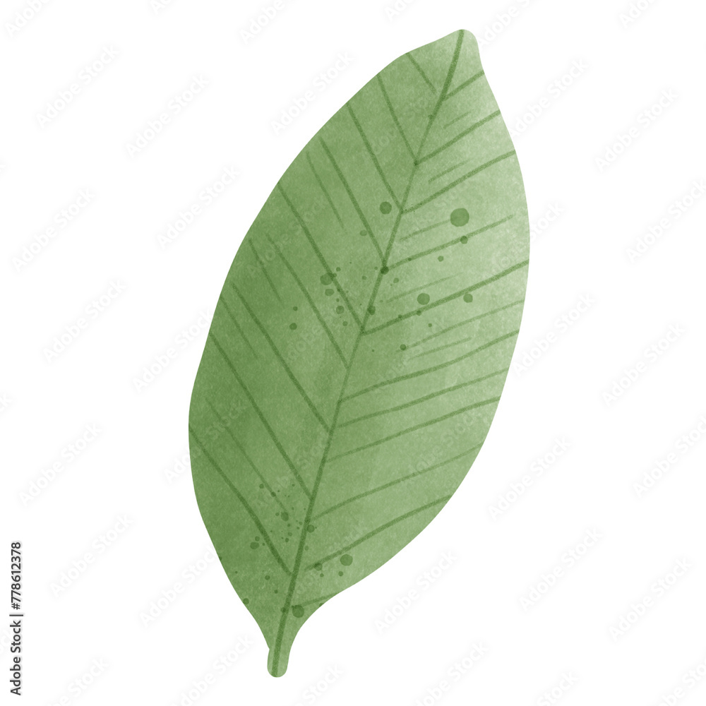 Obraz premium green leaf