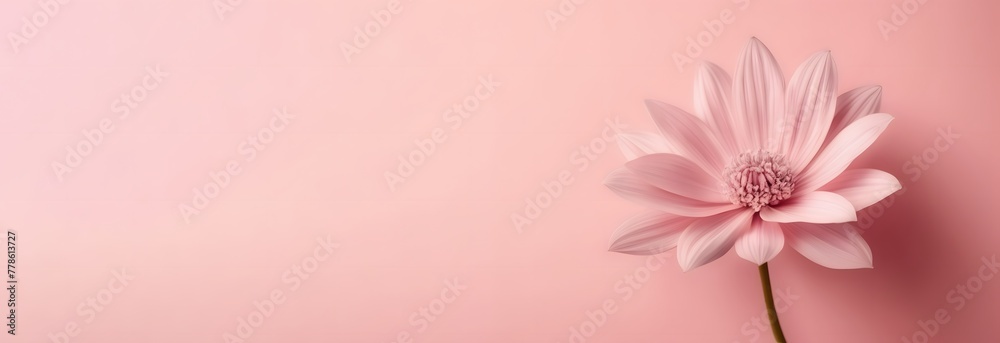 Closeup delicate pink flower of pastel on pink gradient background with blank space for text, summer and spring background concept