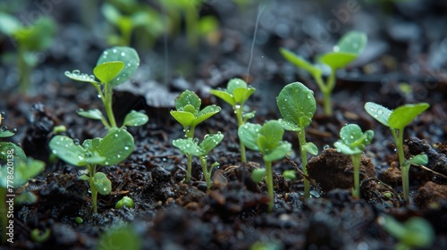 A close-up shot of tiny seedlings pushing through moist soil after a spring rain shower.  photo