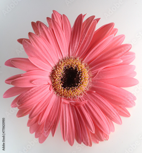 Cloes-up Photo of a pink gerbera daisy on white background