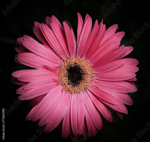 Cloes-up Photo of a pink gerbera daisy on black background