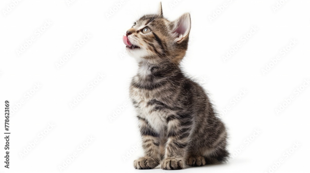 Obraz premium Cute kitten sitting, looking up and licking its lips waiting for yummy isolated on white background.