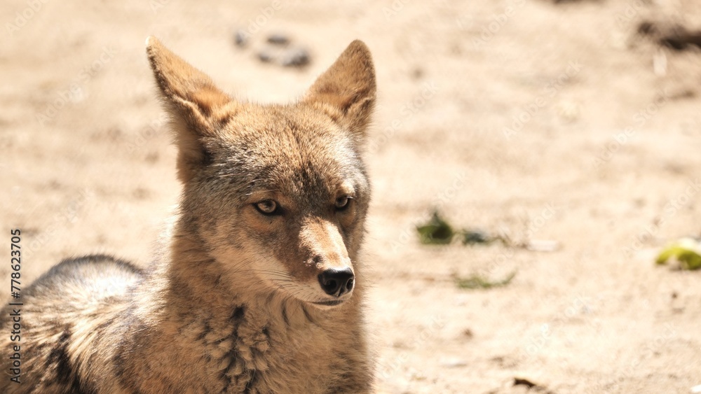 Obraz premium The coyote (Canis latrans) rests in a nature park. This wild dog, smaller than a wolf, lives throughout North America. 