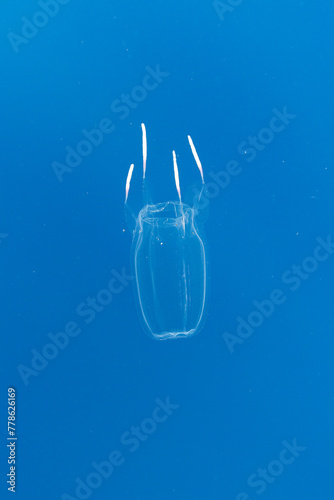 Box Jellyfish Floating Alone in Blue Water
