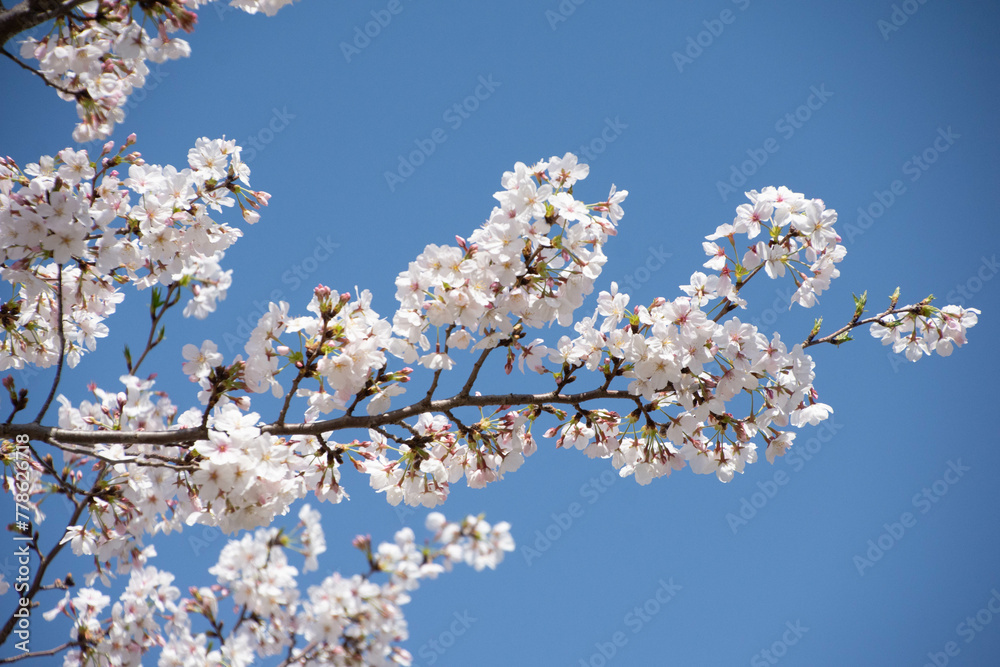 桜の枝