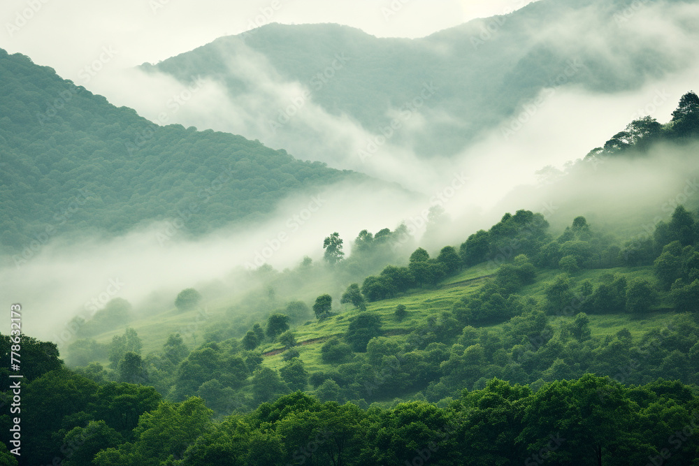 Layers of Green Trees in Foggy Hills Scene