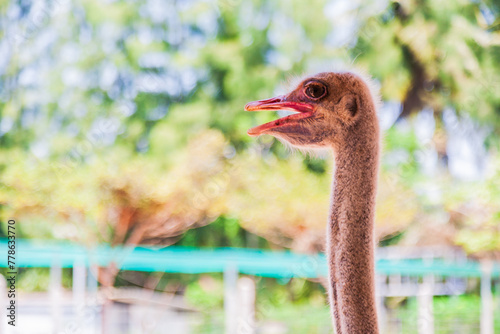 Close-up of an ostrich head on an ostrich farm