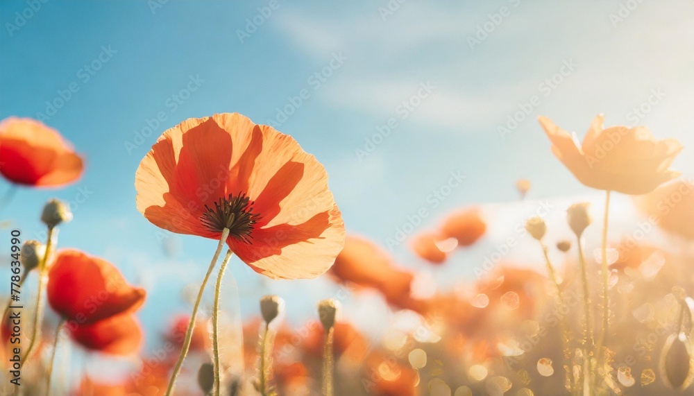 banner with red poppy flowers on blue background symbol for remembrance memorial anzac day - obrazy, fototapety, plakaty 