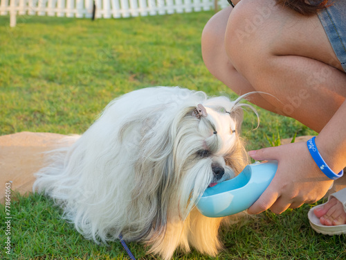 Shih Tzu dog is sitting resting drinking water in the park from a portable drinker. Pet owner takes care of his during hot sunny day.