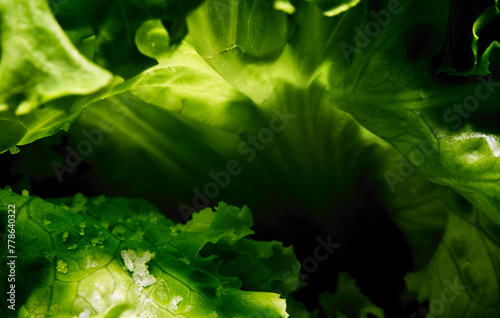 Macrophotography of ena salad. Lettuce leaves and grains of salt occupying the entire frame photo