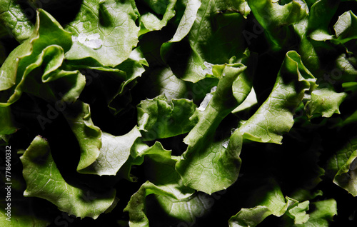 Macrophotography of ena salad. Lettuce leaves and grains of salt occupying the entire frame