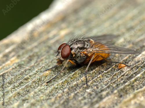 P3300187 phaonid fly, Phaonia species, on wood cECP 2024
