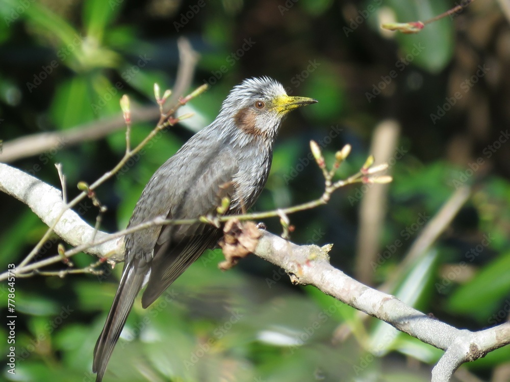 Fototapeta premium 花粉をつけたヒヨドリ