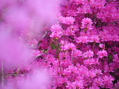 満開のツツジの花