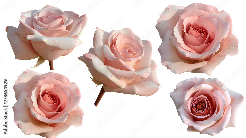 Knock Out Rose Collection: Vibrant 3D Digital Art of Isolated Roses on ...
