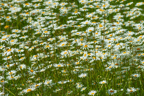 Beautiful blooming chamomile in sunny June