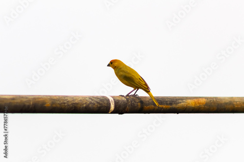 Bird on the perch. Isolated on a white background.