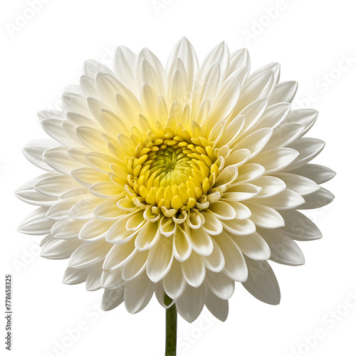 Chrysanthemum Flower in PNG format with transparent background