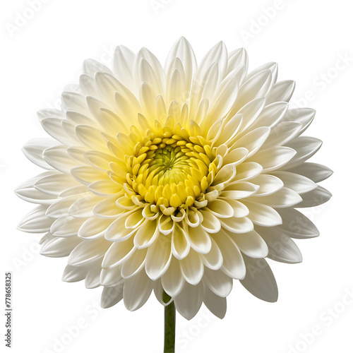 Wallpaper Mural Chrysanthemum Flower in PNG format with transparent background Torontodigital.ca