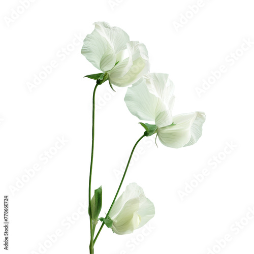 Three white flowers in a vase on a Transparent Background