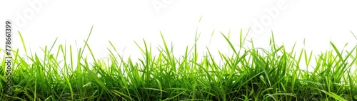 Grass and border, greeting card decoration element isolated on White Background,Graphic Green Meadow Different Heights Long Horizontal Banner,Green lawn border with realistic growing grass blades