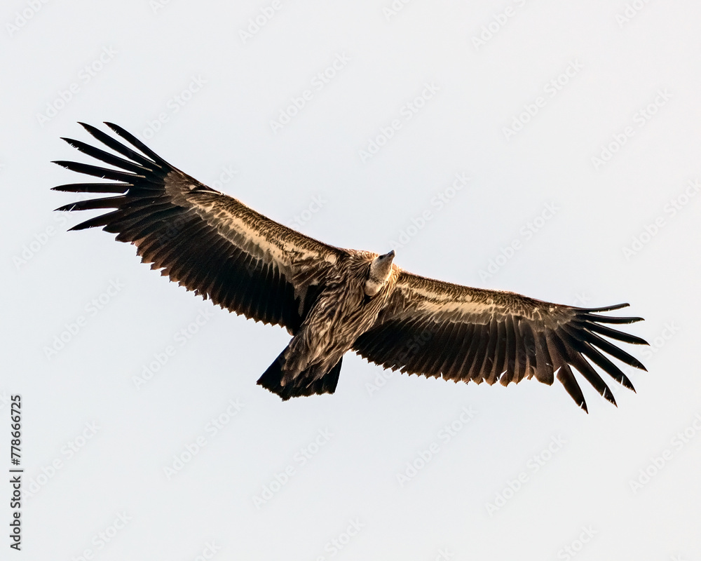 Fototapeta premium A Eurasian Griffon Vulture in Flight, White Background.