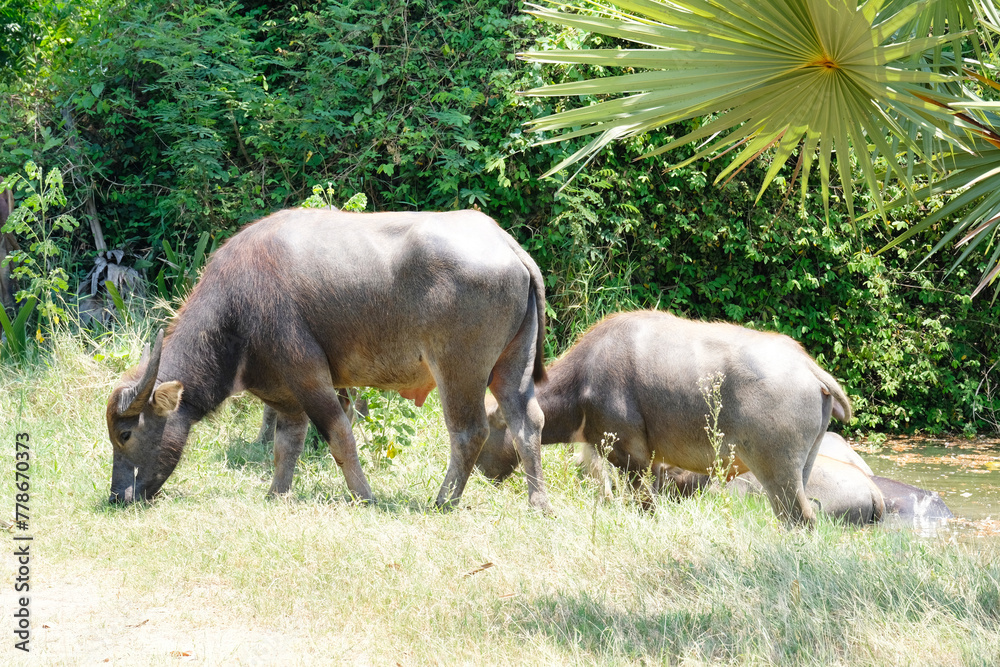 Buffalo walks and grazes in the pasture.