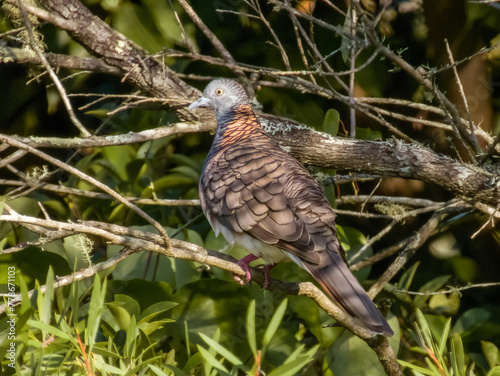 Bar-shouldered Dove in New South Wales, Australia photo