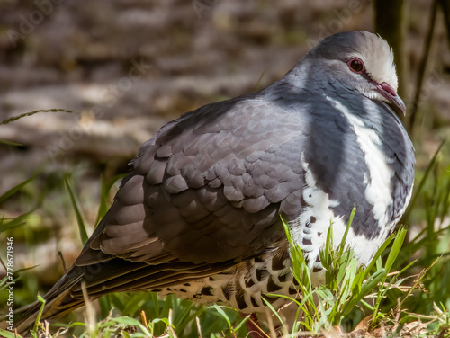 Wonga Pigeon in New South Wales, Australia photo