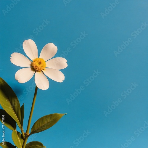 white flower on blue