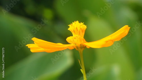a yellow sulfur kenikir flower (trllius chinensis) photographed on a blurred green background photo