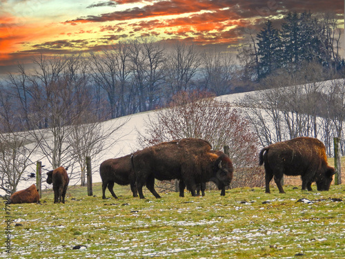 Amerikanische Bison, Bos bison photo