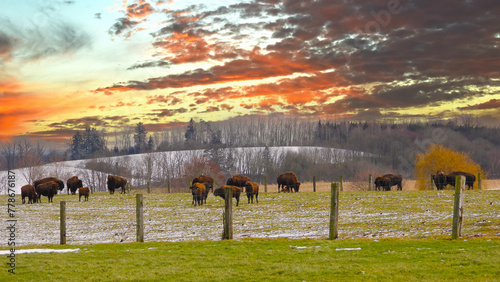Amerikanische Bison, Bos bison photo