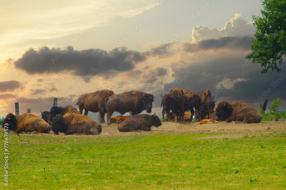 Amerikanische Bison, Bos bison - obrazy, fototapety, plakaty 
