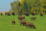 Amerikanische Bison, Bos bison