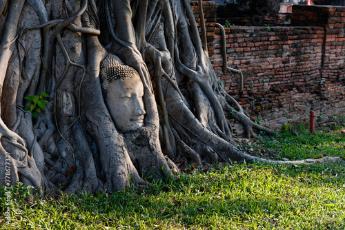 Head of Sandstone Buddha in tree roots ies, wat yai chai mongkol Authaya Thailand