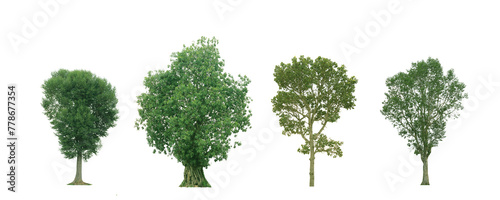 Collection of tree isolated on white background.