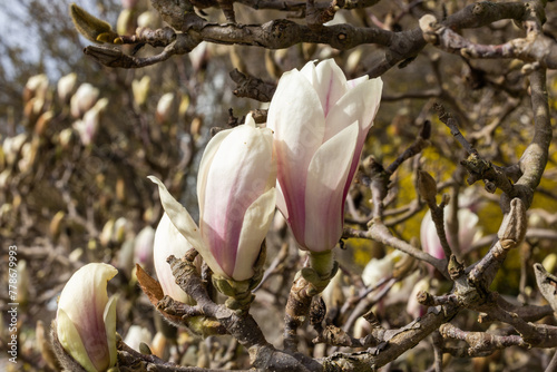 Magnolia blossom on a magnolia tree