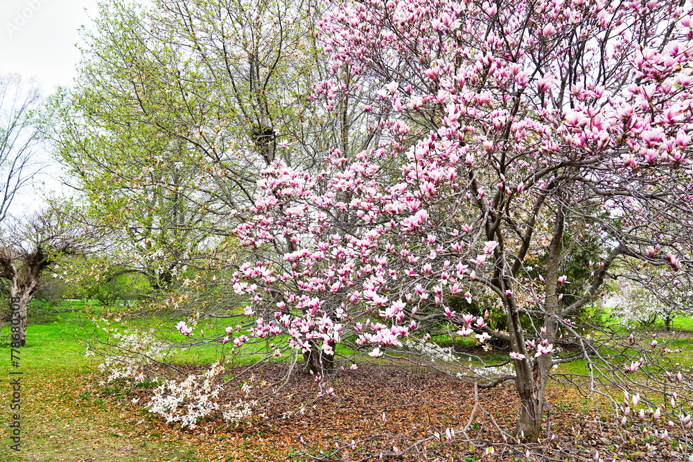 Beautiful Magnolia tree with pink flowers contrasted with the earth brown of the leaf covered forest floor in early spring at the Dominion Arboretum Gardens in Ottawa,Ontario,Canada Beautiful Magnolia tree with pink flowers contrasted with the earth brown of the leaf covered forest floor in early spring at the Dominion Arboretum Gardens in Ottawa,Ontario,Canada