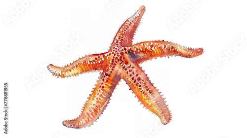 Starfish in watercolour Isolated on white background.