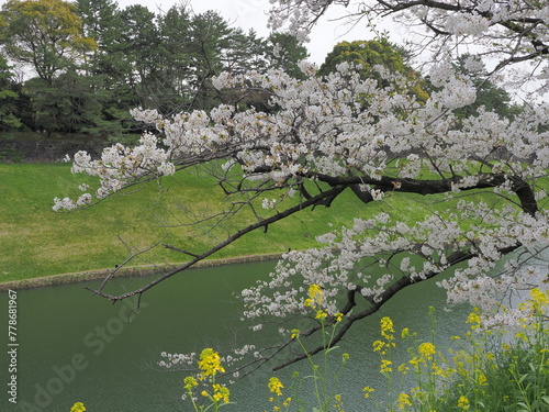 東京・千代田区立千鳥ヶ淵公園付近の桜