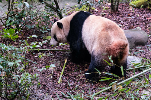 Giant panda and its poo, Chendu, China