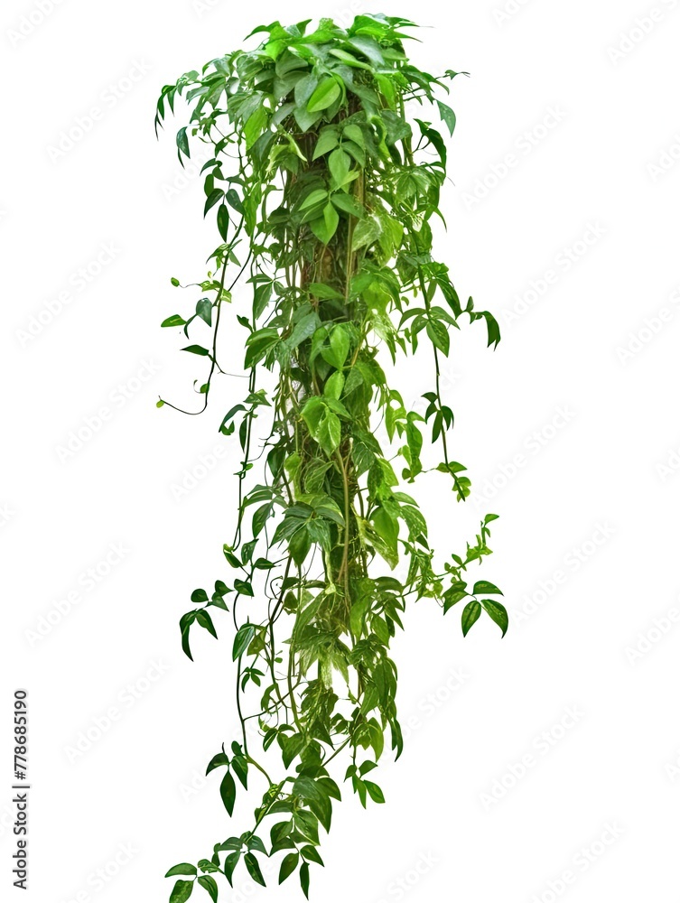 Climbing plants creepers isolated on white background. Climbing plants creepers isolated on white background.