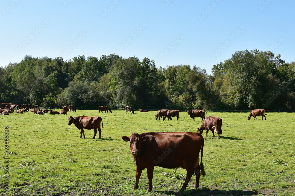 Kühe auf der Weide Kühe auf der Weide
